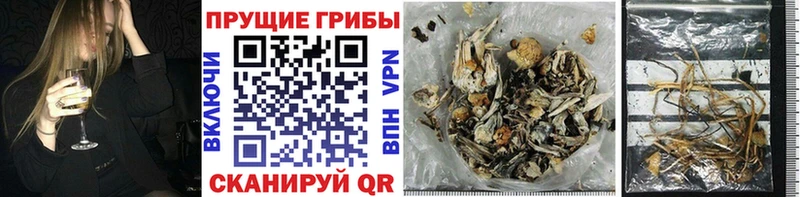 Галлюциногенные грибы Cubensis  Горняк 